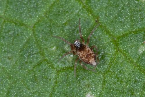 Réf. 201 629 : Dictyna sp.